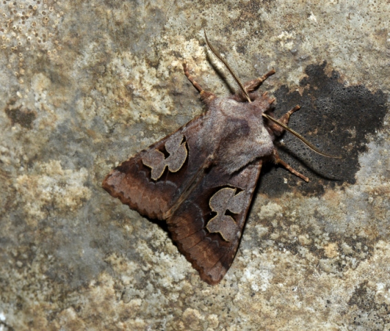 Perigrapha i-cinctum - Noctuidae